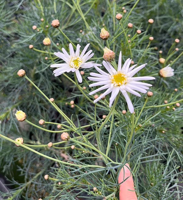 マーガレット：チアガール3号ポット