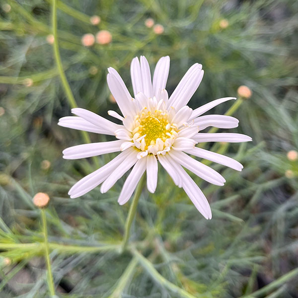 マーガレット：チアガール3号ポット