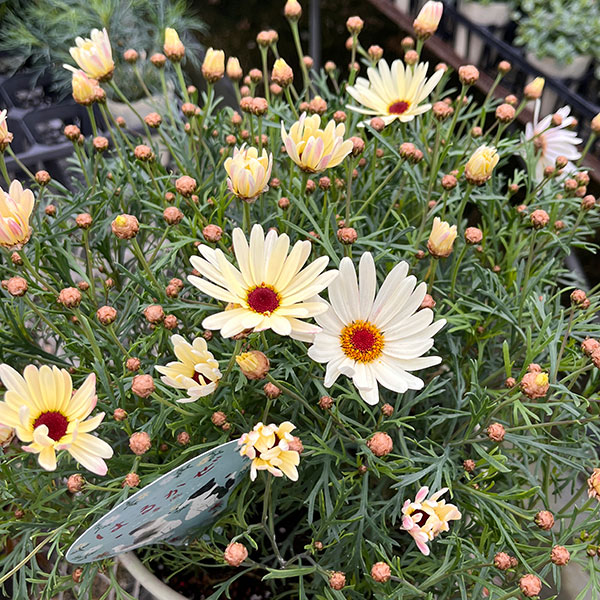 マーガレット：はるかぜ3号ロングポット