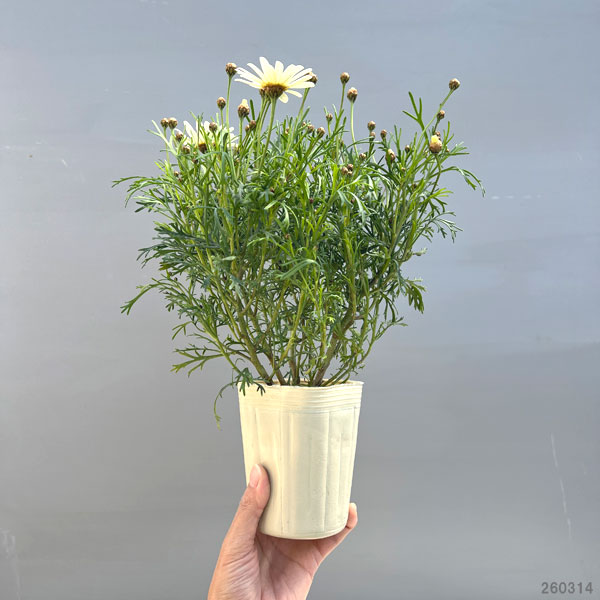 マーガレット：はるかぜ3号ロングポット