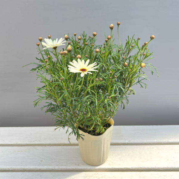 マーガレット：はるかぜ3号ロングポット