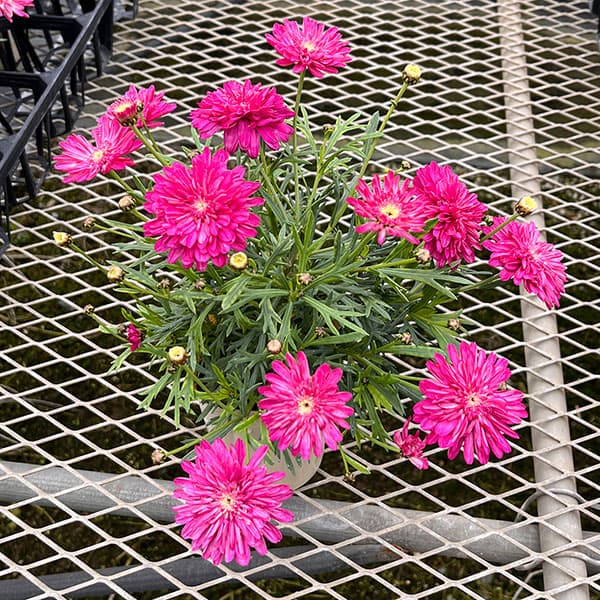 マーガレット：エンバーハート3号ロングポット