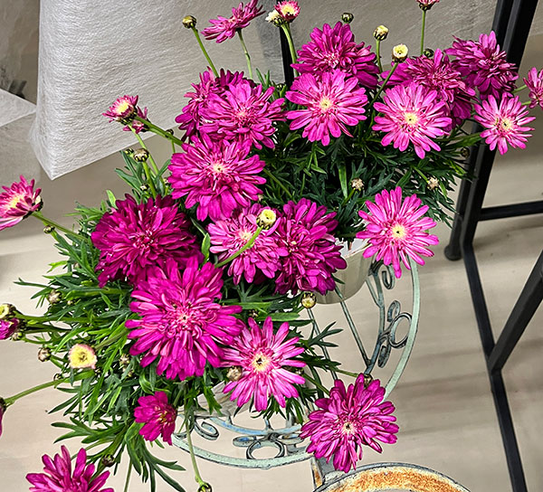 マーガレット：エンバーハート3号ロングポット