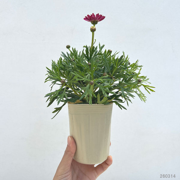 マーガレット：エンバーハート3号ロングポット