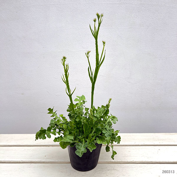 スターチス：ピュアスター　3色植え4号ポット