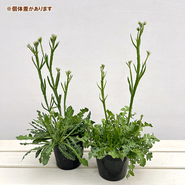 スターチス：ピュアスター　3色植え4号ポット