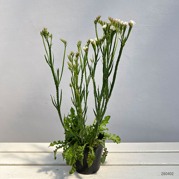 スターチス：ピュアスター　3色植え4号ポット