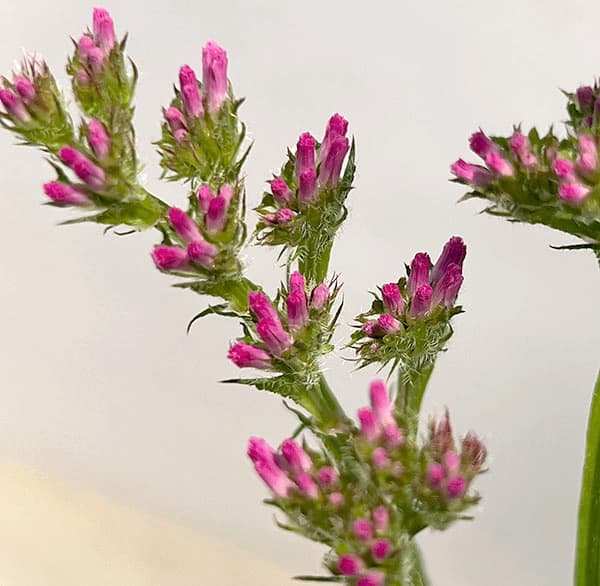 スターチス：ピュアスター　3色植え4号ポット