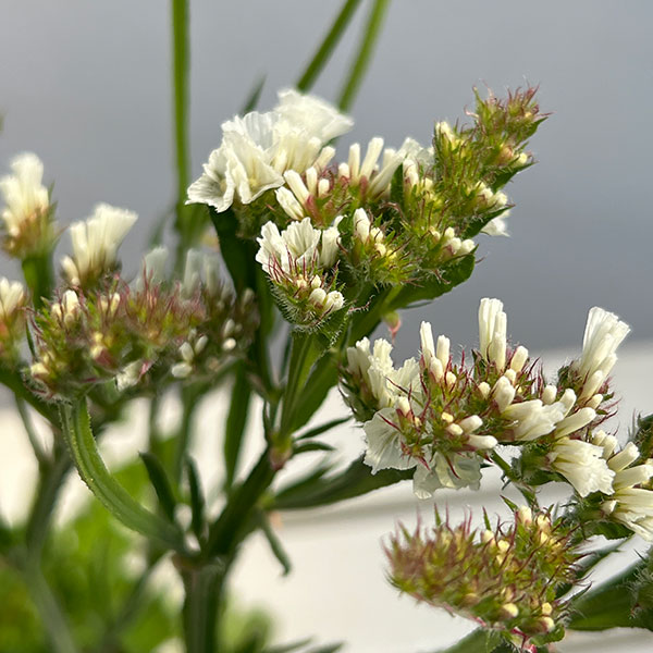 スターチス：ピュアスター　3色植え4号ポット