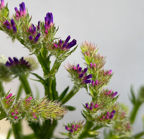 スターチス：ピュアスター　3色植え4号ポット