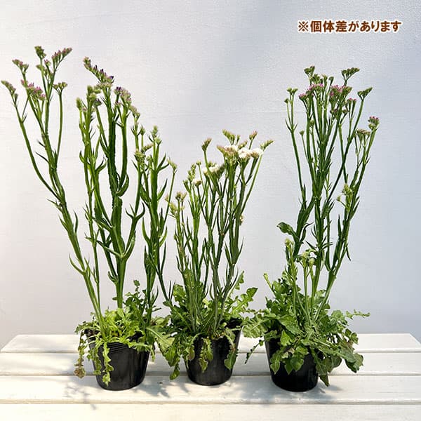 スターチス：ピュアスター　3色植え4号ポット