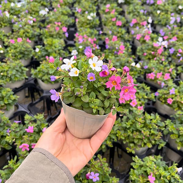 バコパ：トピア3色ミックス2.5号ポット