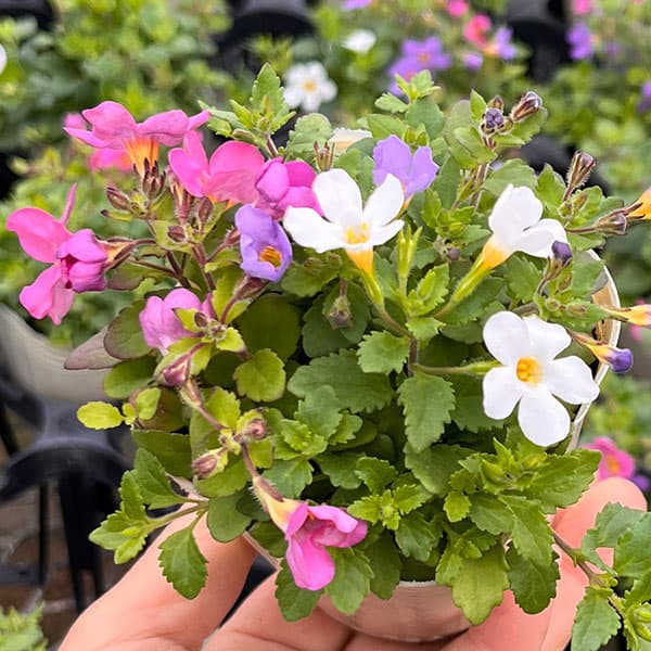 バコパ：トピア3色ミックス2.5号ポット