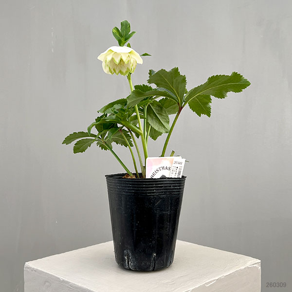 富岡園芸さんのクリスマスローズ：26-01ダブル／3.5号ポット【現品販売】