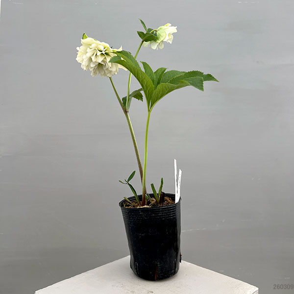 富岡園芸さんのクリスマスローズ：26-02ダブル／3.5号ポット【現品販売】