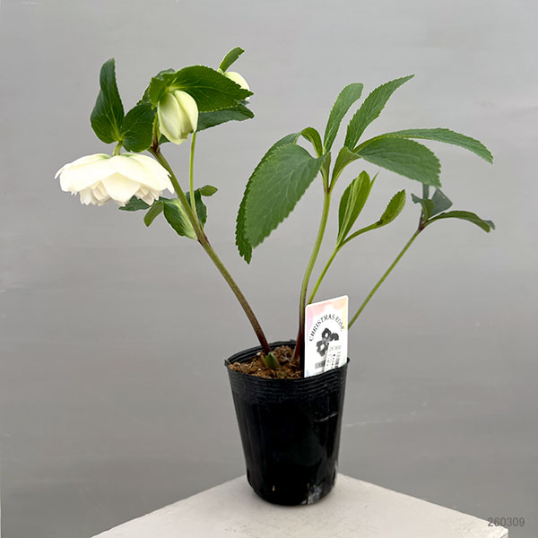 富岡園芸さんのクリスマスローズ：26-03ダブル／3.5号ポット【現品販売】