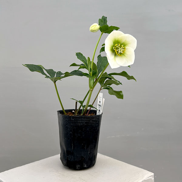 富岡園芸さんのクリスマスローズ：26-04シングル／3.5号ポット【現品販売】