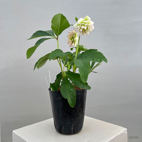 富岡園芸さんのクリスマスローズ：26-05ダブル／3.5号ポット【現品販売】