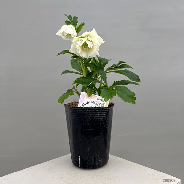 富岡園芸さんのクリスマスローズ：26-06ダブル／3.5号ポット【現品販売】