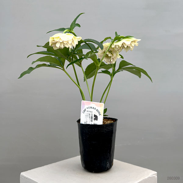 富岡園芸さんのクリスマスローズ：26-07ダブル／3.5号ポット【現品販売】