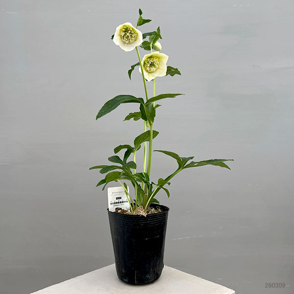 富岡園芸さんのクリスマスローズ：26-08セミダブル／3.5号ポット【現品販売】