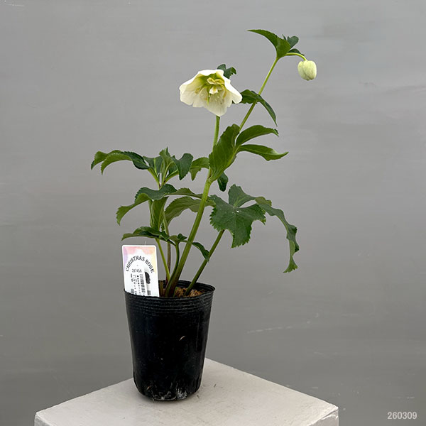 富岡園芸さんのクリスマスローズ：26-09セミダブル／3.5号ポット【現品販売】