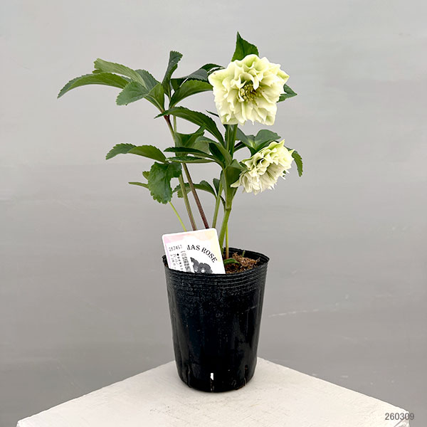 富岡園芸さんのクリスマスローズ:26-10ダブル/3.5号ポット【現品販売】