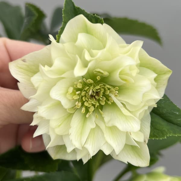 園芸ネット本店｜富岡園芸さんのクリスマスローズ：26-10ダブル／3.5号