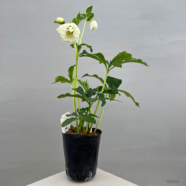 富岡園芸さんのクリスマスローズ：26-12ダブル／3.5号ポット【現品販売】