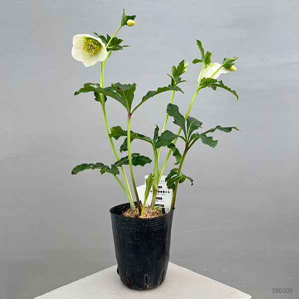 富岡園芸さんのクリスマスローズ：26-13シングル／3.5号ポット【現品販売】