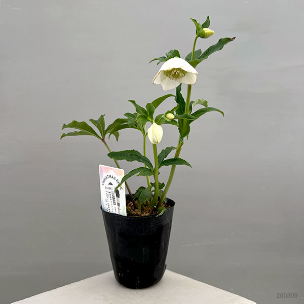 富岡園芸さんのクリスマスローズ：26-14セミダブル／3.5号ポット【現品販売】