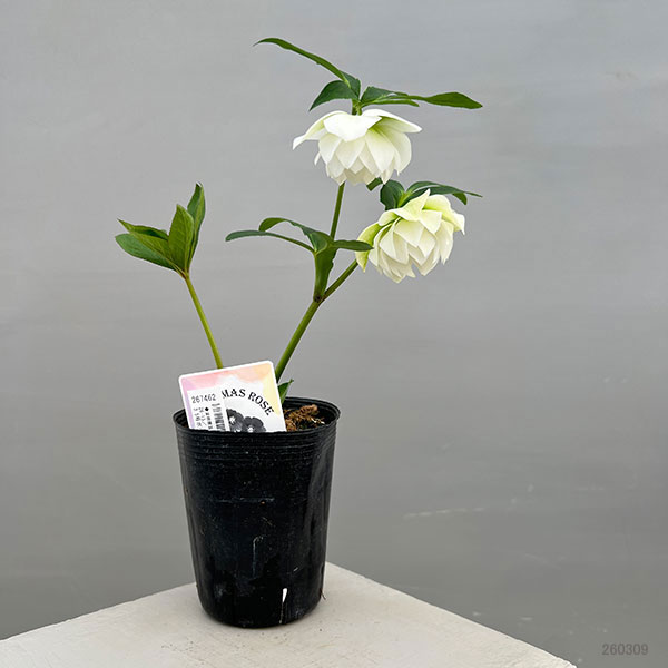 富岡園芸さんのクリスマスローズ：26-15ダブル／3.5号ポット【現品販売】