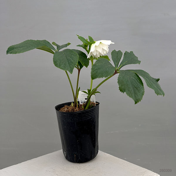 富岡園芸さんのクリスマスローズ：26-16ダブル／3.5号ポット【現品販売】