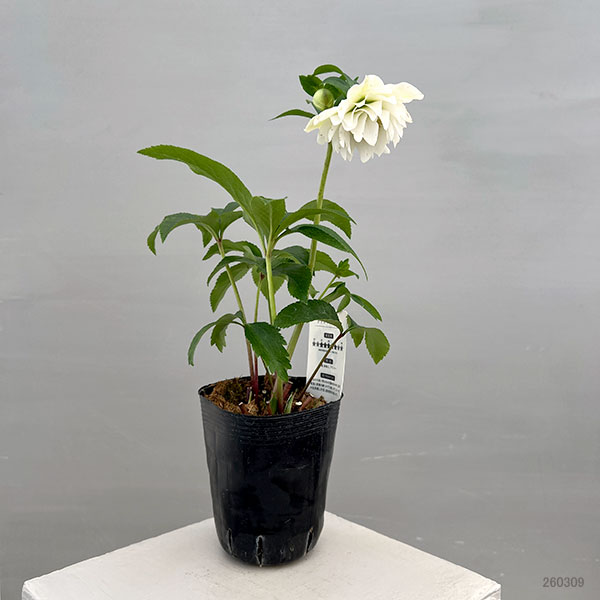 富岡園芸さんのクリスマスローズ：26-17ダブル／3.5号ポット【現品販売】