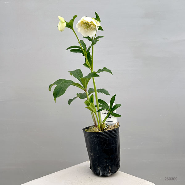 富岡園芸さんのクリスマスローズ：26-18セミダブル／3.5号ポット【現品販売】