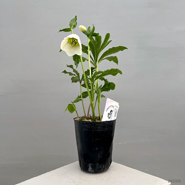 富岡園芸さんのクリスマスローズ：26-19シングル／3.5号ポット【現品販売】