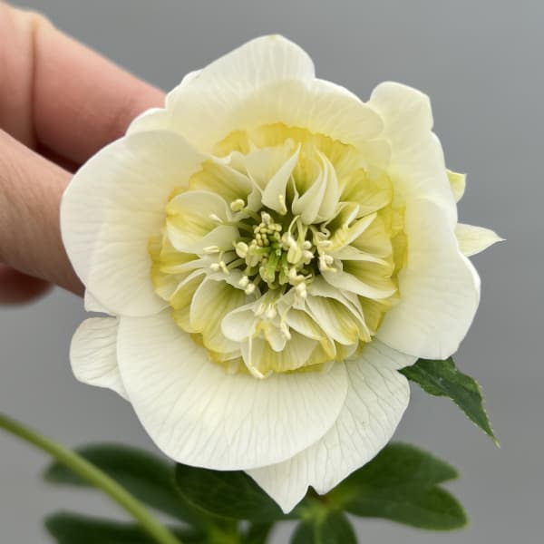 富岡園芸さんのクリスマスローズ：26-19シングル／3.5号ポット【現品販売】（開花終了株）