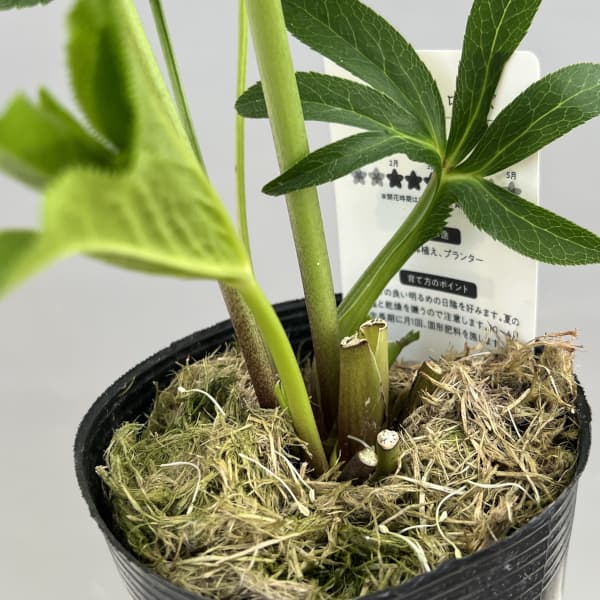 富岡園芸さんのクリスマスローズ：26-19シングル／3.5号ポット【現品販売】（開花終了株）