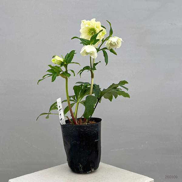 富岡園芸さんのクリスマスローズ：26-20ダブル／3.5号ポット【現品販売】