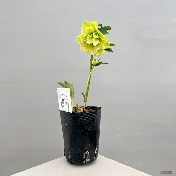 富岡園芸さんのクリスマスローズ：26-21ダブル／3.5号ポット【現品販売】