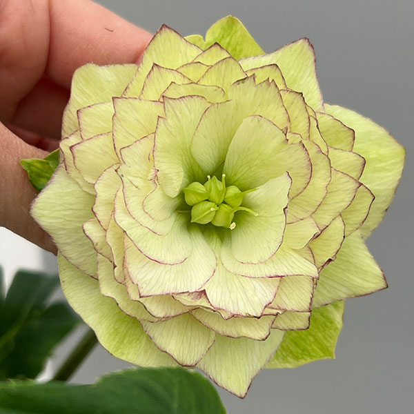 富岡園芸さんのクリスマスローズ：26-22ダブル／3.5号ポット【現品販売】