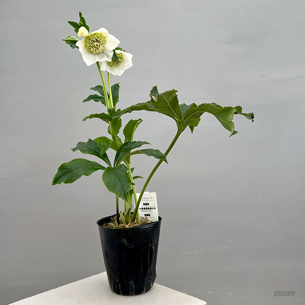 富岡園芸さんのクリスマスローズ：26-23セミダブル／3.5号ポット【現品販売】