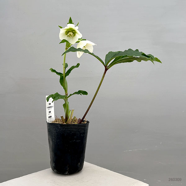 富岡園芸さんのクリスマスローズ：26-24セミダブル／3.5号ポット【現品販売】