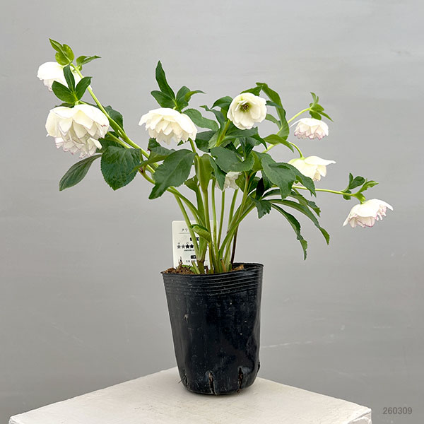 富岡園芸さんのクリスマスローズ：26-25ダブル／3.5号ポット【現品販売】