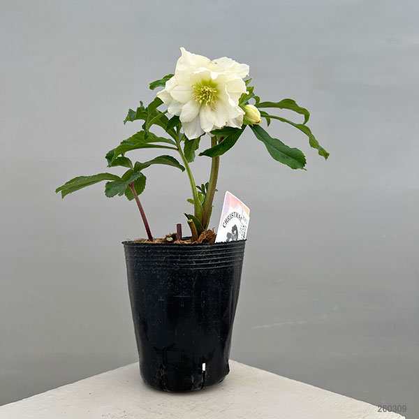 富岡園芸さんのクリスマスローズ：26-26ダブル／3.5号ポット【現品販売】