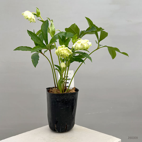 富岡園芸さんのクリスマスローズ：26-27ダブル／3.5号ポット【現品販売】