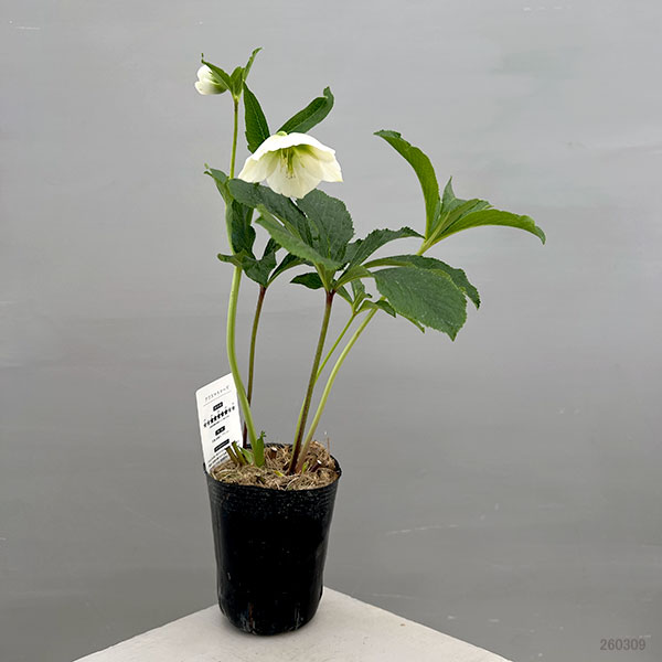 富岡園芸さんのクリスマスローズ：26-28シングル／3.5号ポット【現品販売】