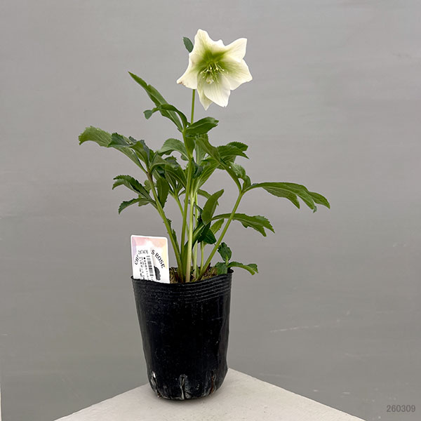 富岡園芸さんのクリスマスローズ：26-29シングル／3.5号ポット【現品販売】