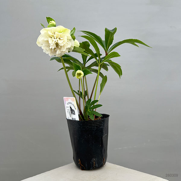 富岡園芸さんのクリスマスローズ：26-30ダブル／3.5号ポット【現品販売】