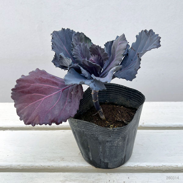 紫キャベツ：ガーデンルビー3.5号ポット
